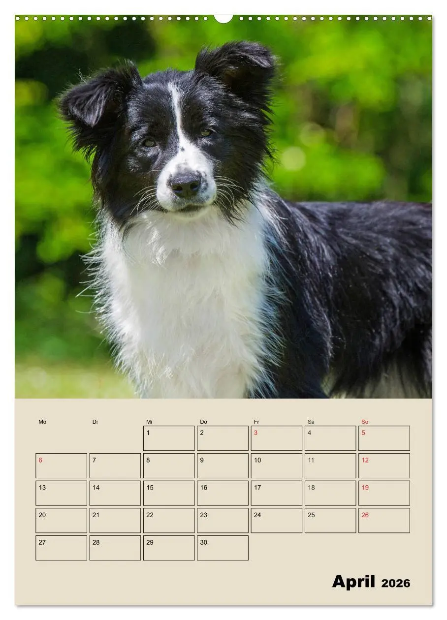 Bild: 9783516387520 | Border Collie - Ein Familienplaner (Wandkalender 2026 DIN A2 hoch),...