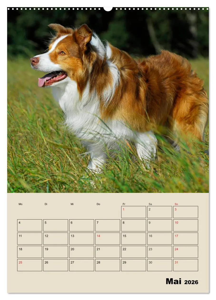 Bild: 9783516387520 | Border Collie - Ein Familienplaner (Wandkalender 2026 DIN A2 hoch),...