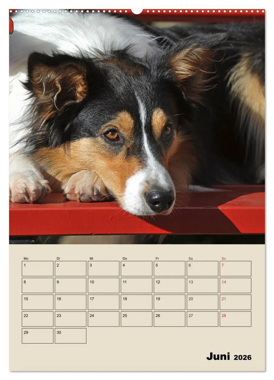 Bild: 9783516387520 | Border Collie - Ein Familienplaner (Wandkalender 2026 DIN A2 hoch),...