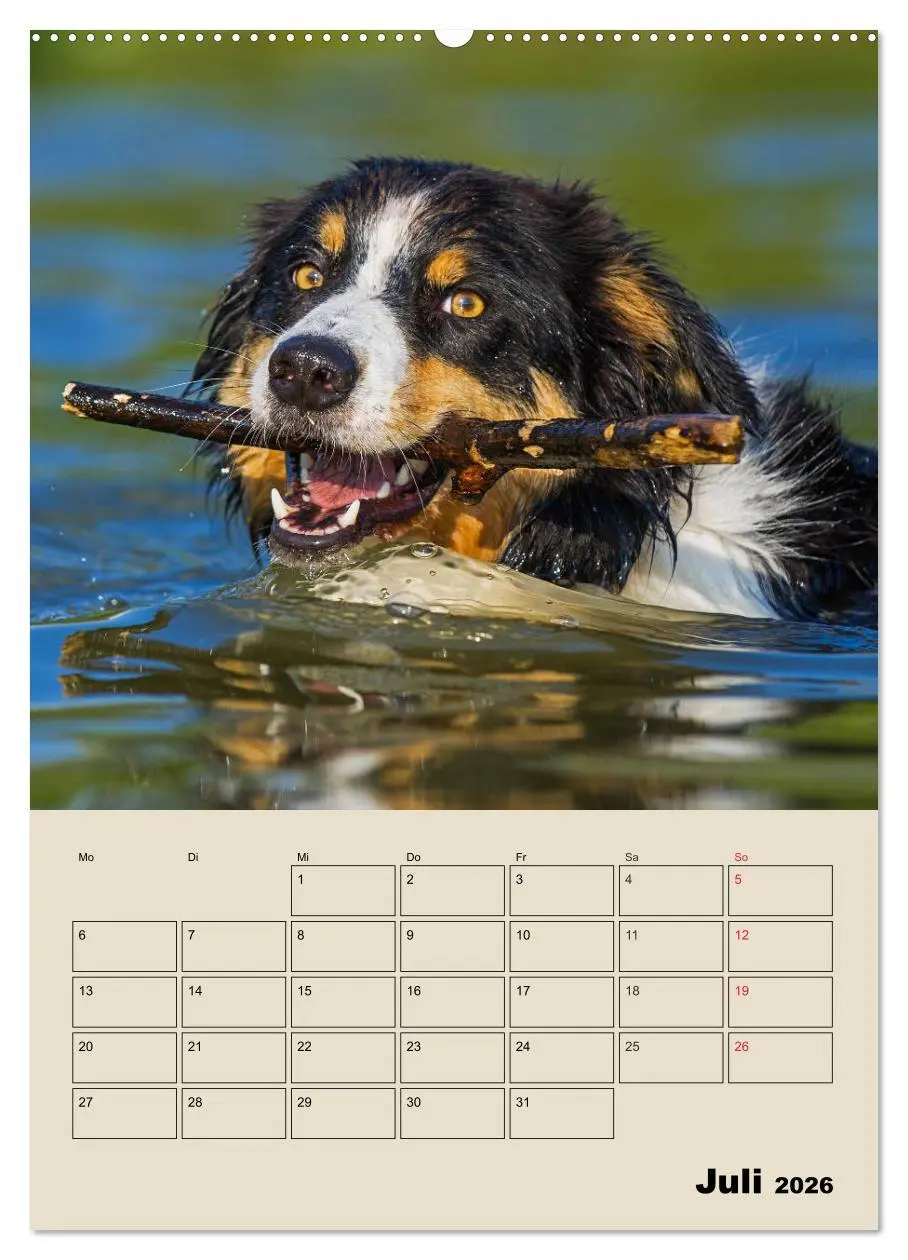 Bild: 9783516387520 | Border Collie - Ein Familienplaner (Wandkalender 2026 DIN A2 hoch),...