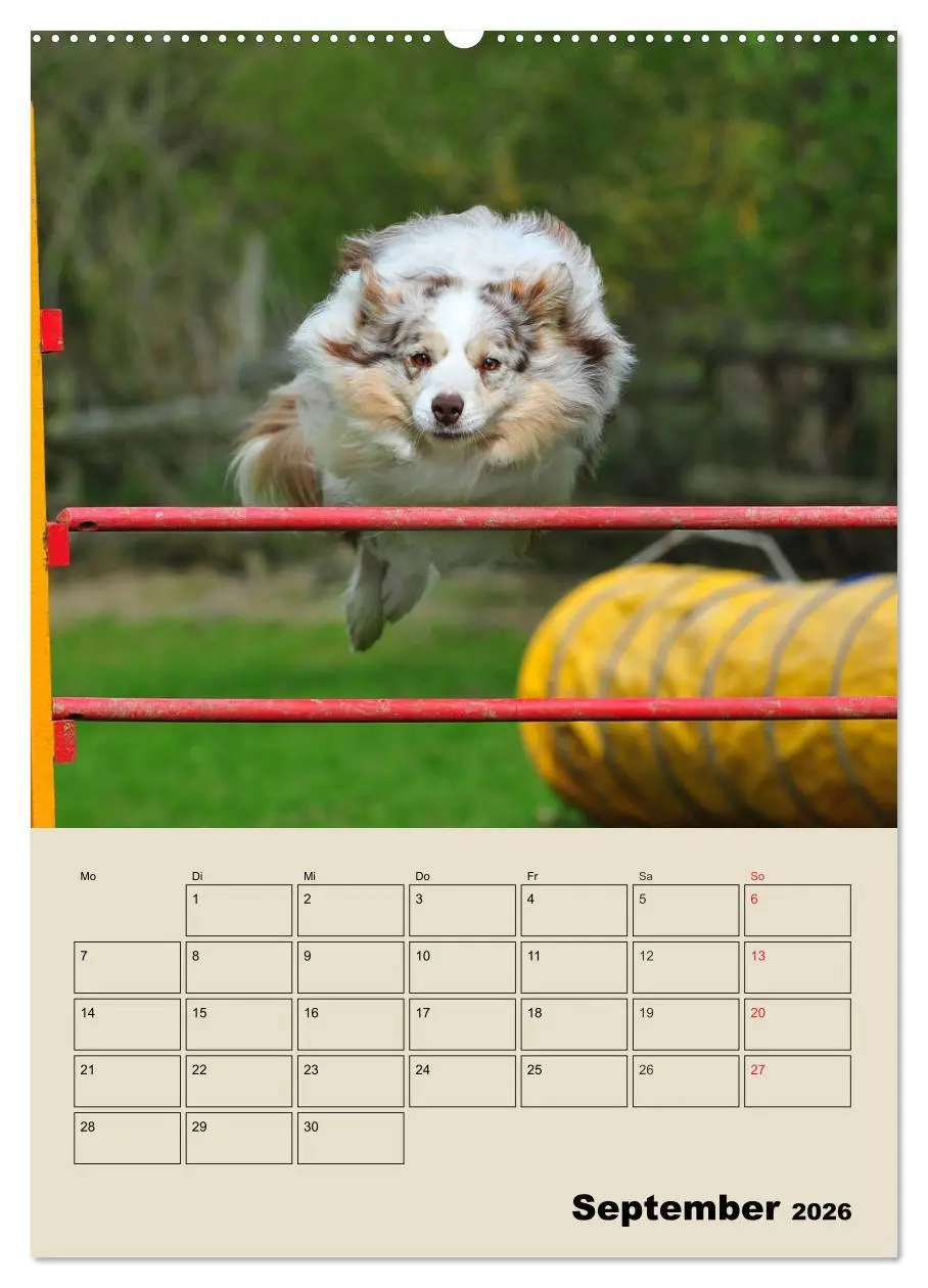 Bild: 9783516387520 | Border Collie - Ein Familienplaner (Wandkalender 2026 DIN A2 hoch),...