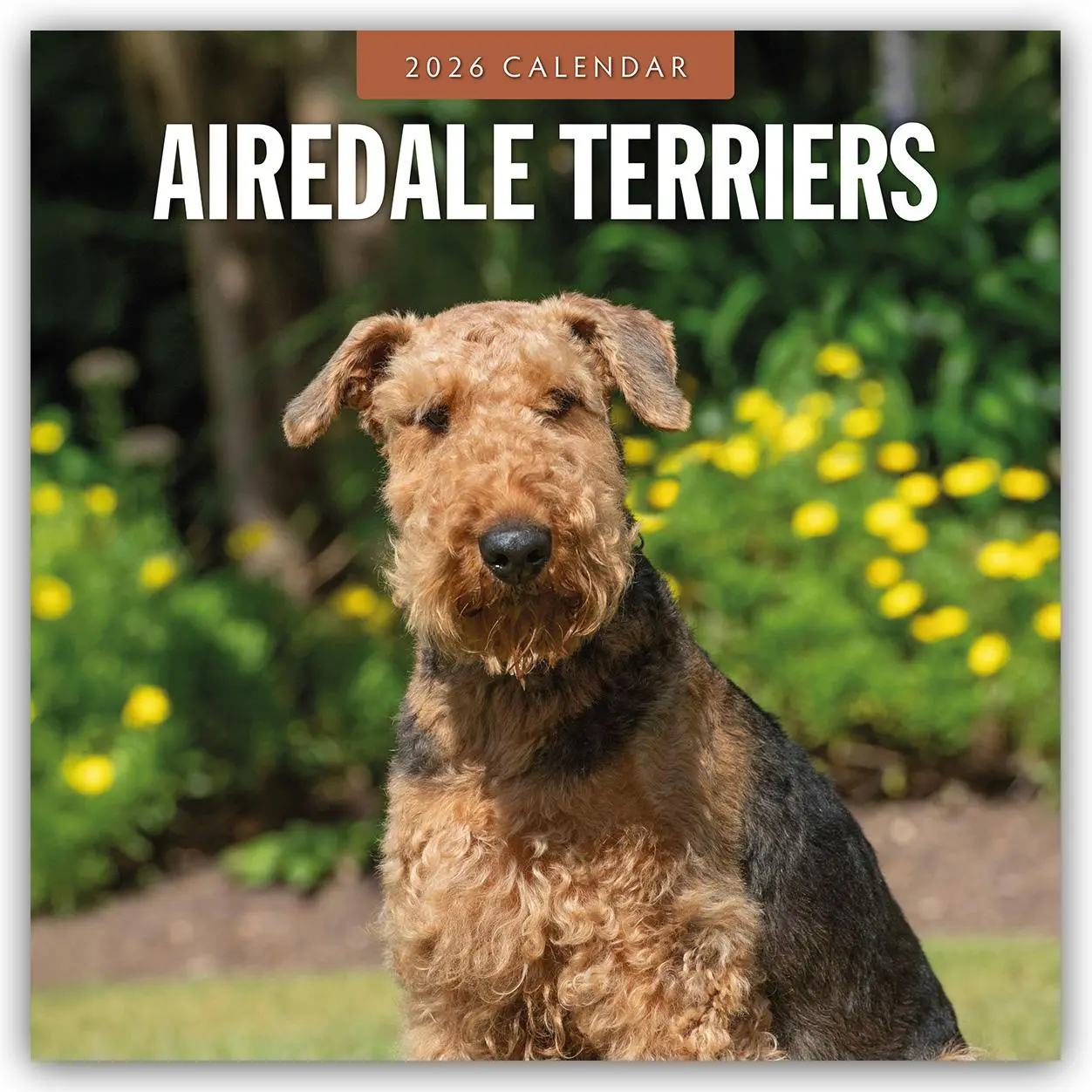 Cover: 9781804427620 | Airdale Terriers - Airdale Terrier 2026 - 16-Monatskalender | Red