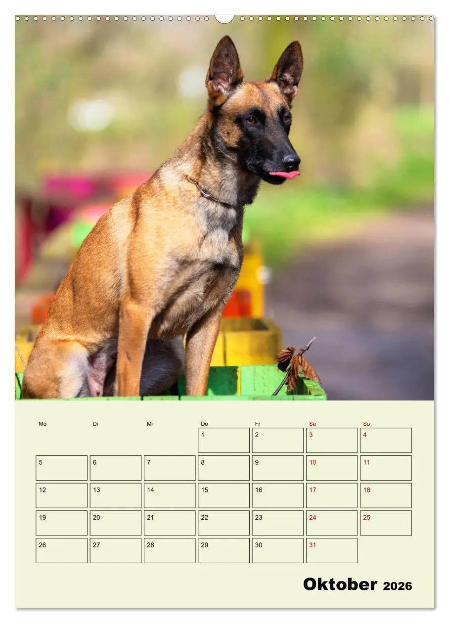 Bild: 9783516377620 | Malinois verlässliche Begleiter (hochwertiger Premium Wandkalender...