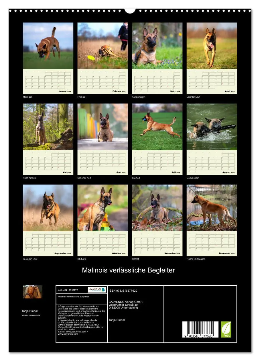 Bild: 9783516377620 | Malinois verlässliche Begleiter (hochwertiger Premium Wandkalender...