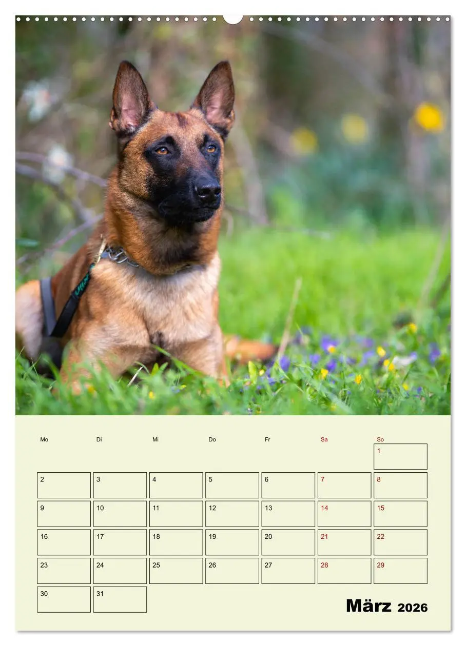 Bild: 9783516377620 | Malinois verlässliche Begleiter (hochwertiger Premium Wandkalender...