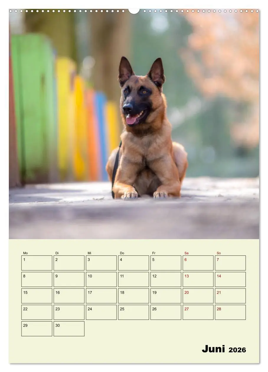 Bild: 9783516377620 | Malinois verlässliche Begleiter (hochwertiger Premium Wandkalender...