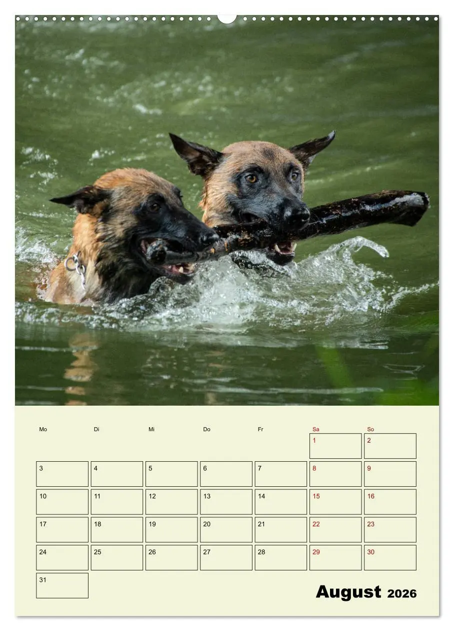Bild: 9783516377620 | Malinois verlässliche Begleiter (hochwertiger Premium Wandkalender...