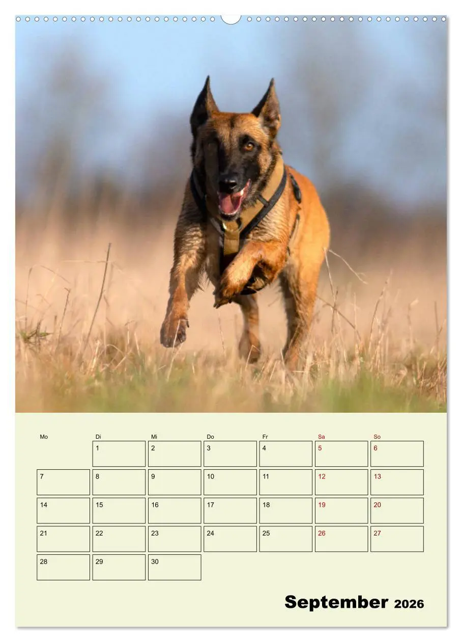 Bild: 9783516377620 | Malinois verlässliche Begleiter (hochwertiger Premium Wandkalender...