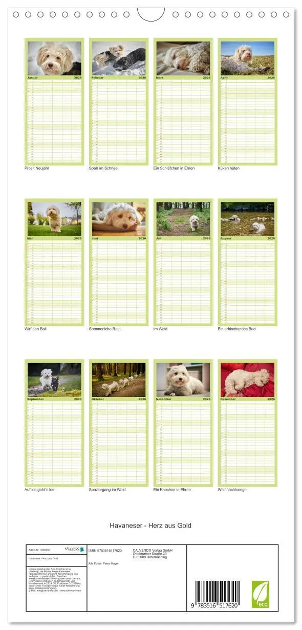 Bild: 9783516517620 | Familienplaner 2026 - Havaneser - Herz aus Gold mit 5 Spalten...