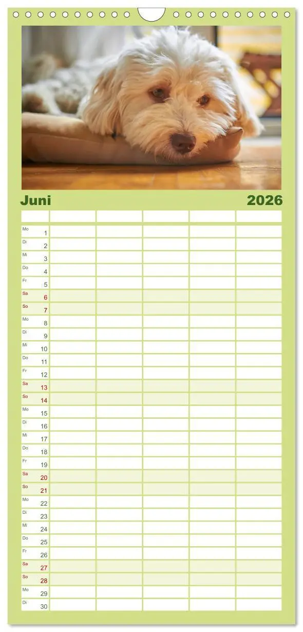 Bild: 9783516517620 | Familienplaner 2026 - Havaneser - Herz aus Gold mit 5 Spalten...