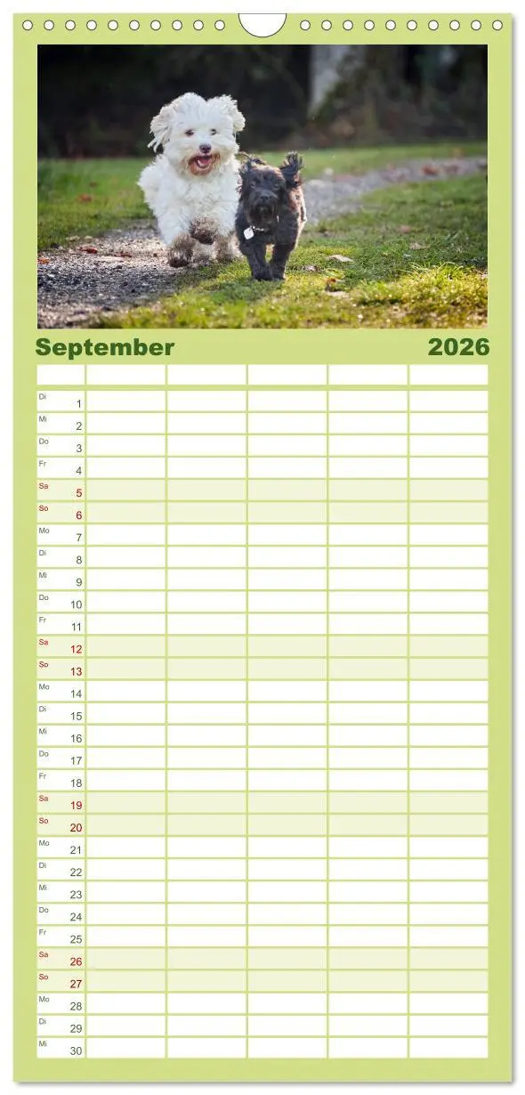 Bild: 9783516517620 | Familienplaner 2026 - Havaneser - Herz aus Gold mit 5 Spalten...