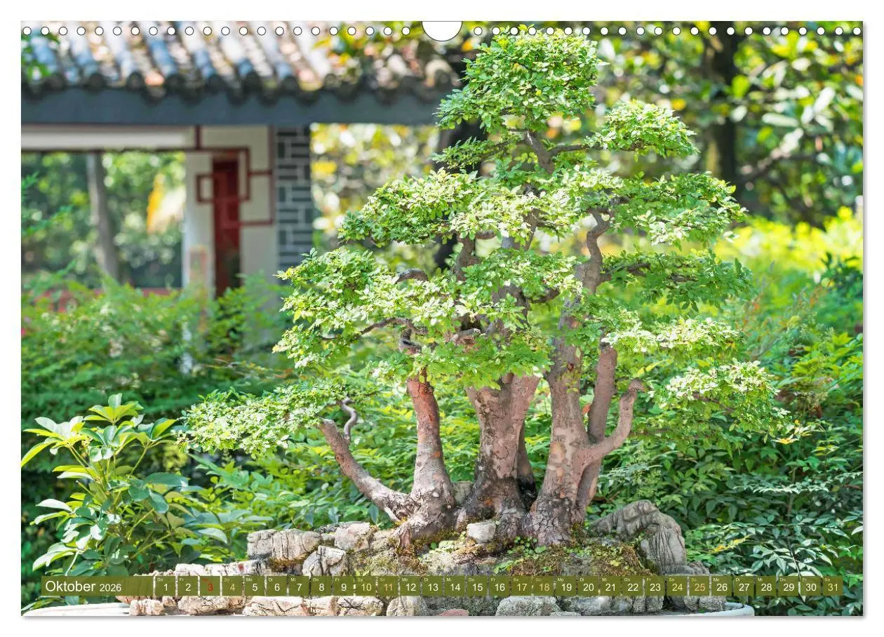 Bild: 9783457347720 | Gartenkunst aus Japan: Bonsai (Wandkalender 2026 DIN A3 quer),...