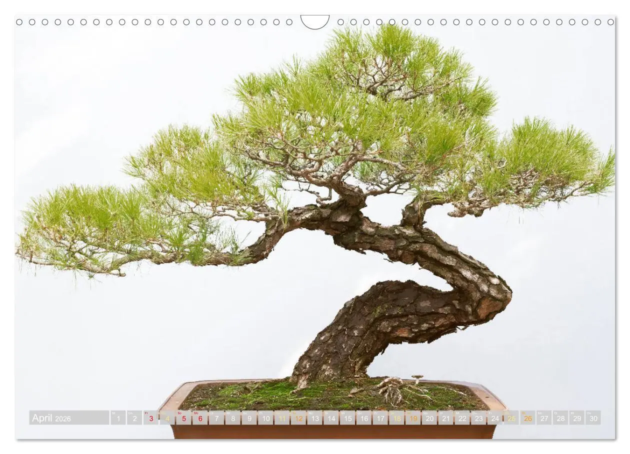 Bild: 9783457347720 | Gartenkunst aus Japan: Bonsai (Wandkalender 2026 DIN A3 quer),...
