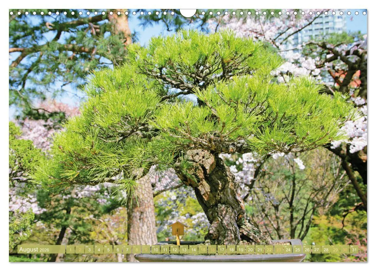 Bild: 9783457347720 | Gartenkunst aus Japan: Bonsai (Wandkalender 2026 DIN A3 quer),...