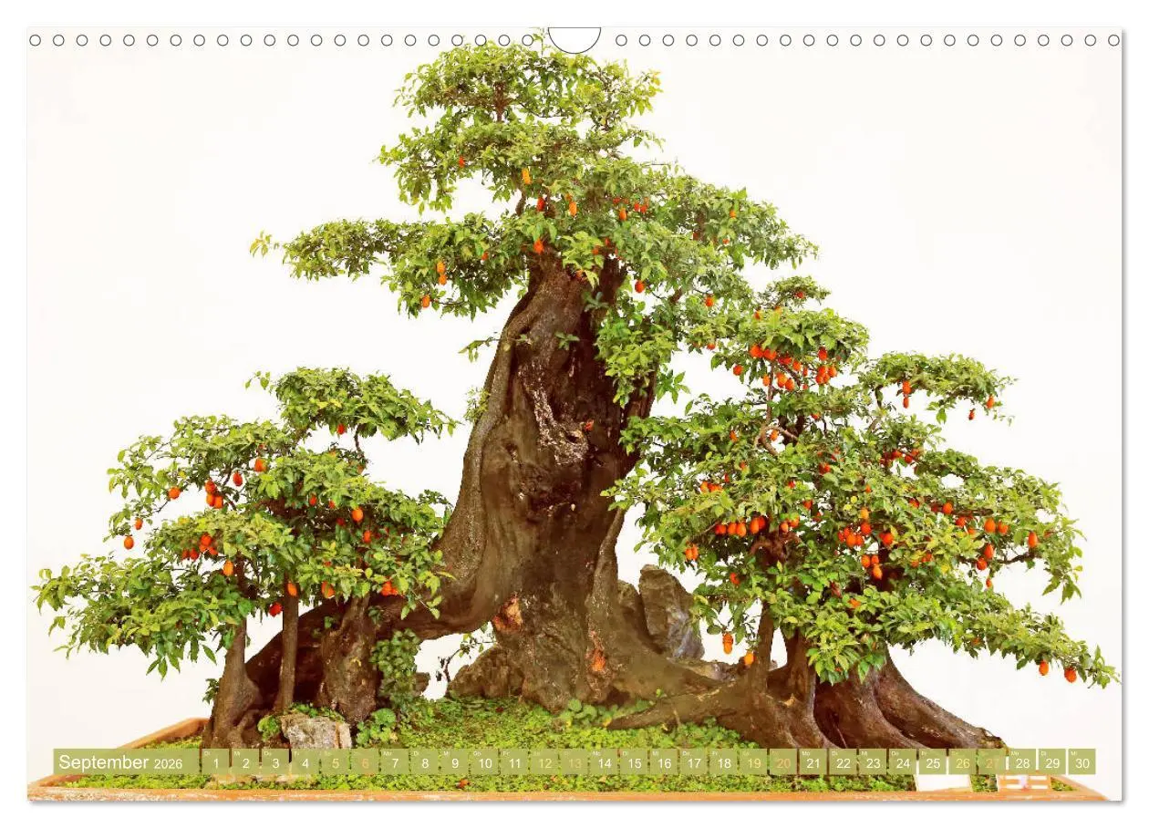 Bild: 9783457347720 | Gartenkunst aus Japan: Bonsai (Wandkalender 2026 DIN A3 quer),...