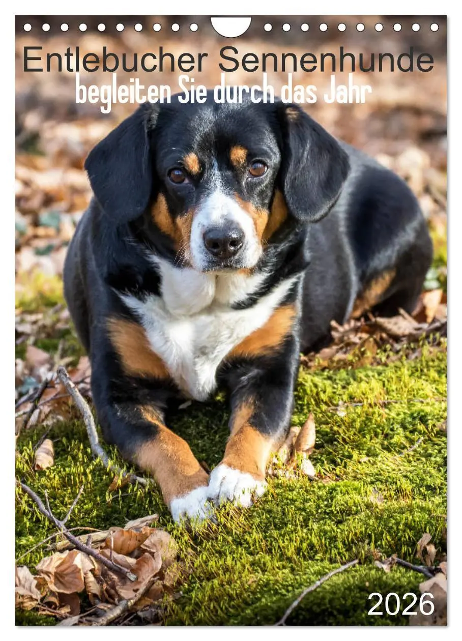 Cover: 9783516437720 | Entlebucher Sennenhunde begleiten Sie durch das Jahr (Wandkalender...
