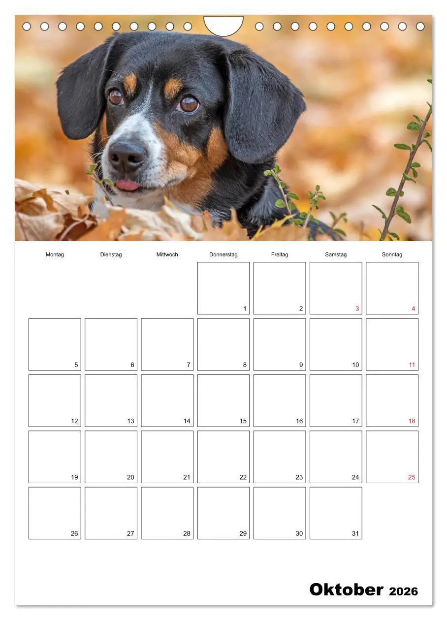 Bild: 9783516437720 | Entlebucher Sennenhunde begleiten Sie durch das Jahr (Wandkalender...