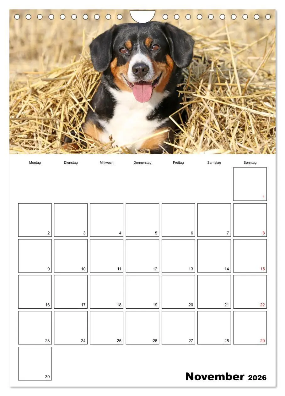 Bild: 9783516437720 | Entlebucher Sennenhunde begleiten Sie durch das Jahr (Wandkalender...