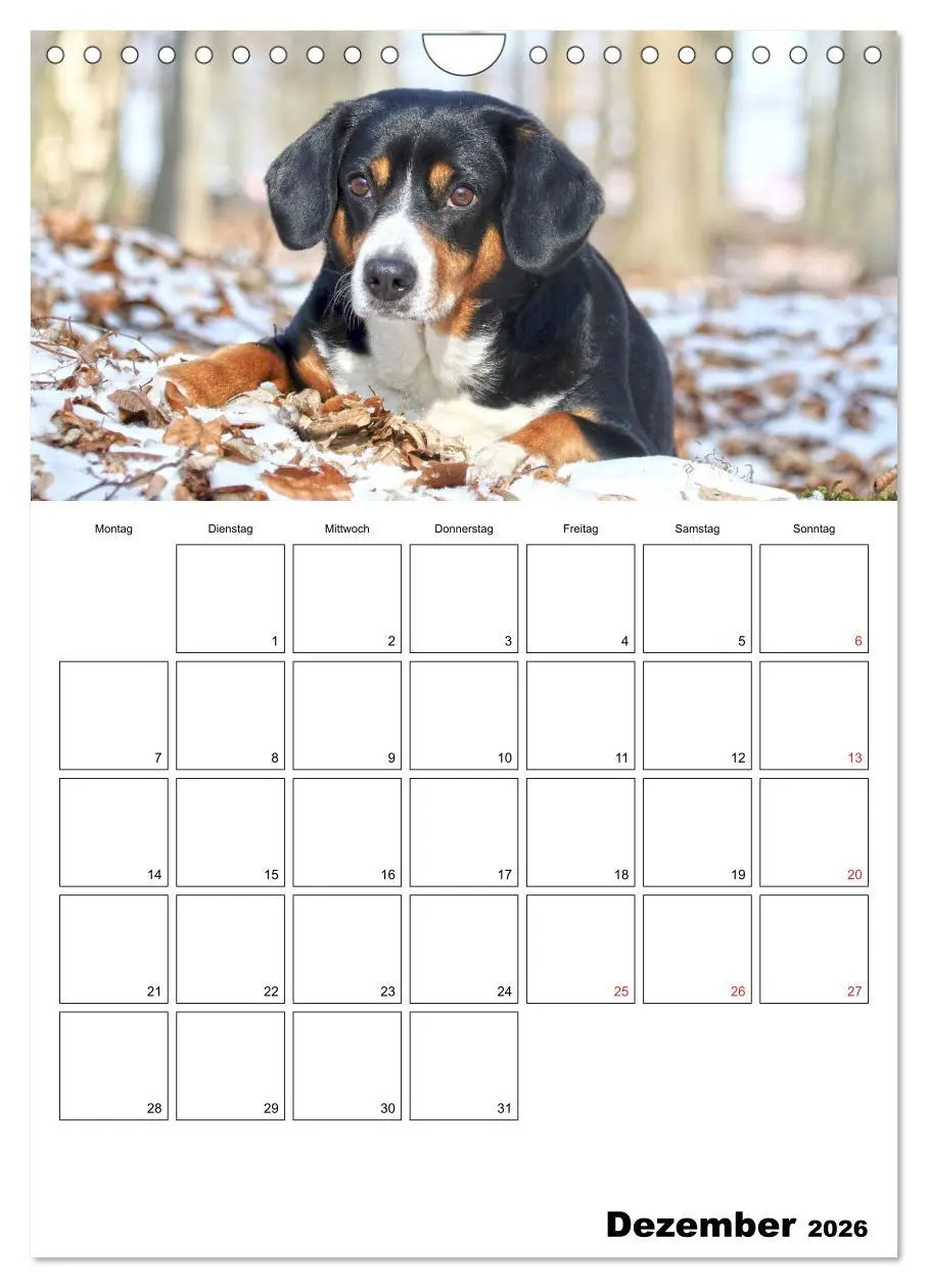 Bild: 9783516437720 | Entlebucher Sennenhunde begleiten Sie durch das Jahr (Wandkalender...