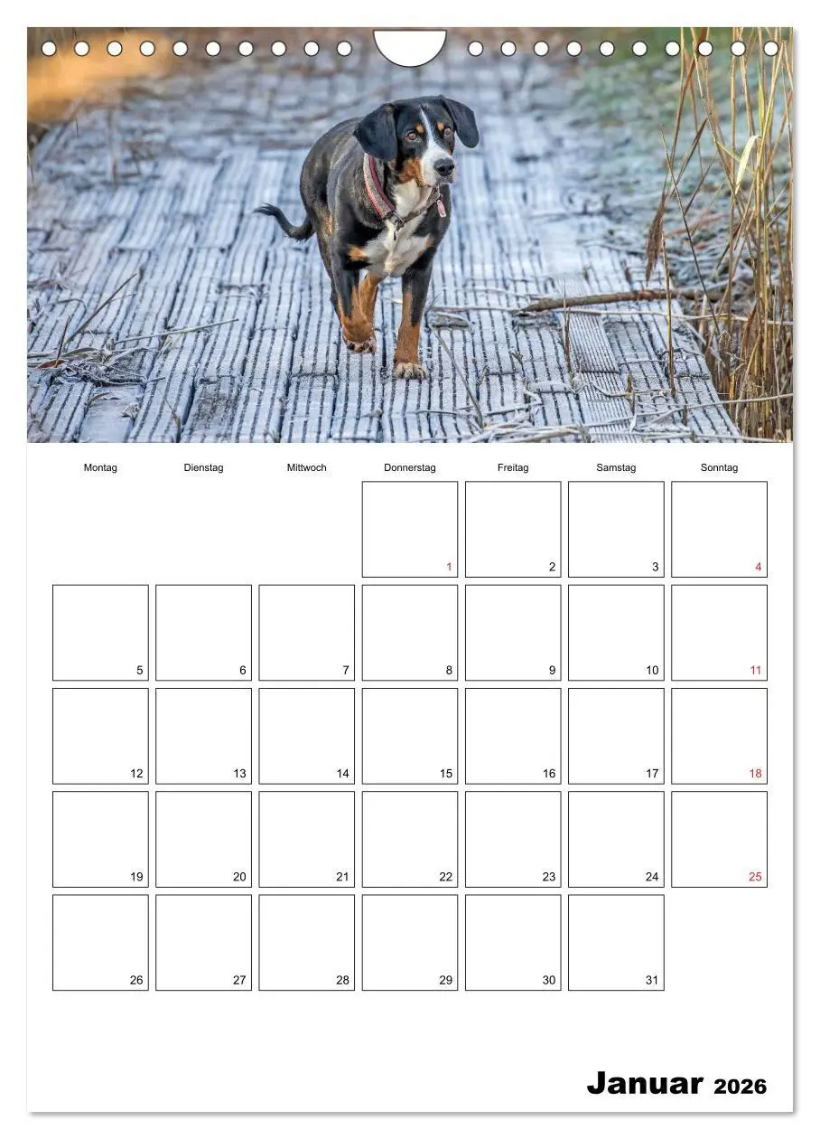 Bild: 9783516437720 | Entlebucher Sennenhunde begleiten Sie durch das Jahr (Wandkalender...