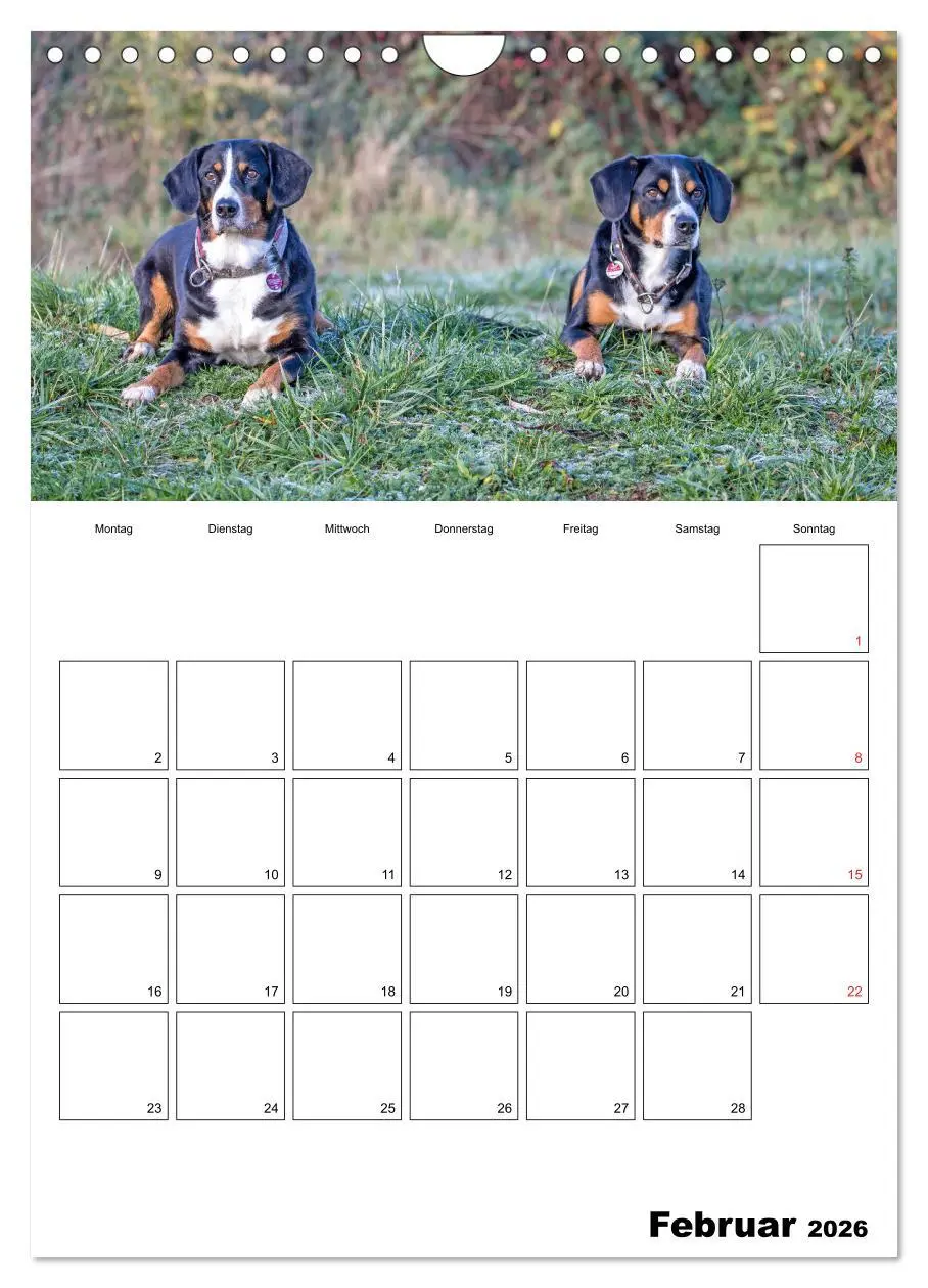Bild: 9783516437720 | Entlebucher Sennenhunde begleiten Sie durch das Jahr (Wandkalender...