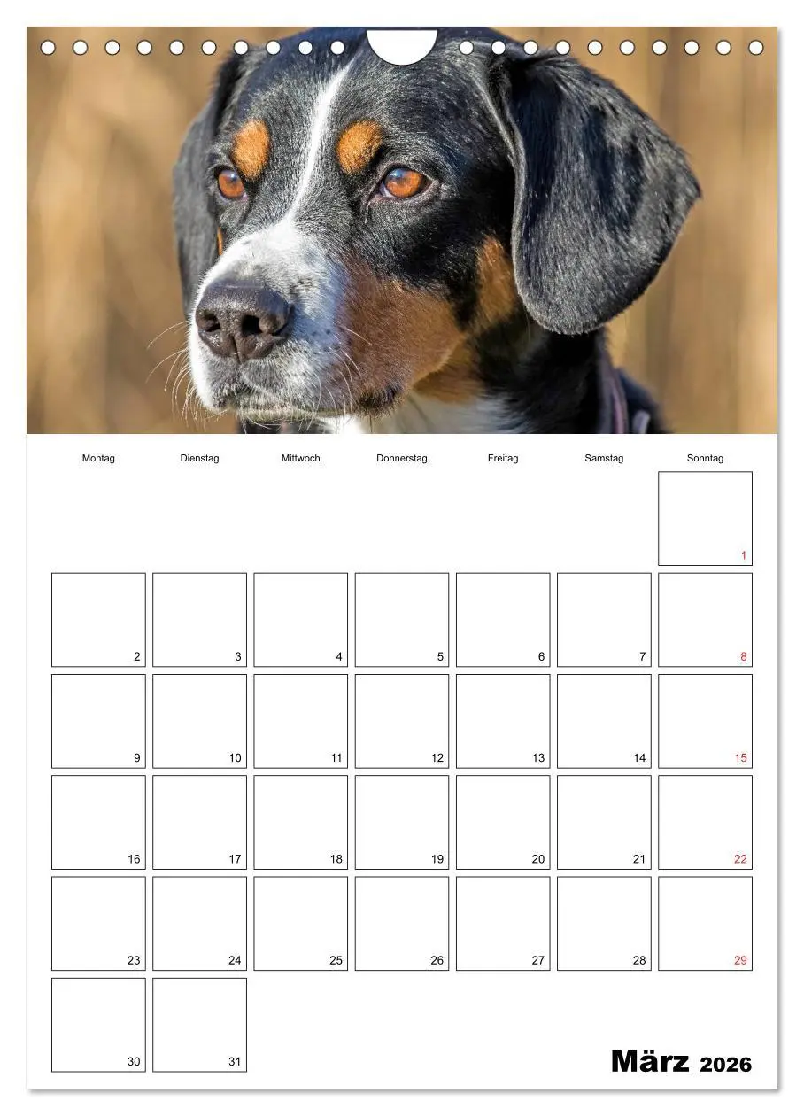 Bild: 9783516437720 | Entlebucher Sennenhunde begleiten Sie durch das Jahr (Wandkalender...