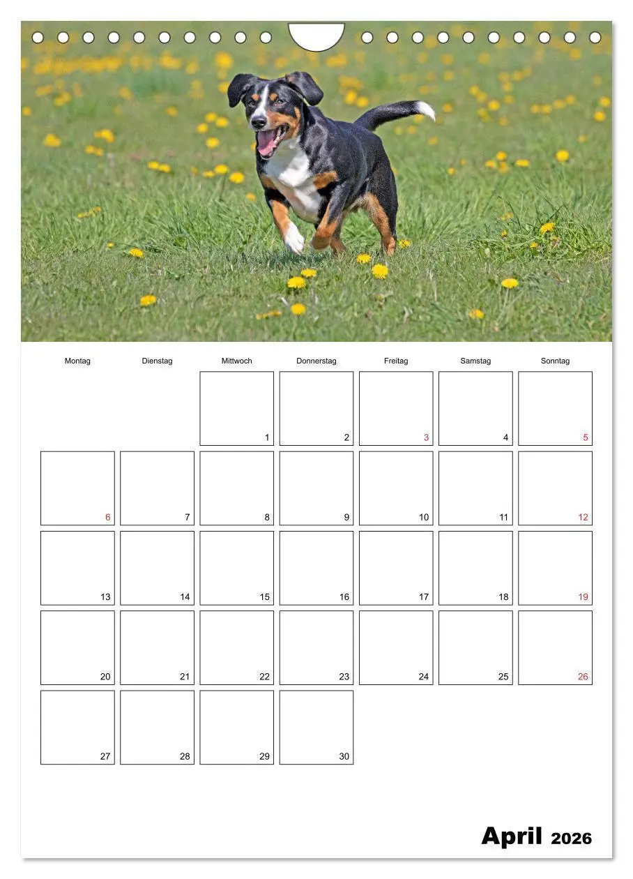 Bild: 9783516437720 | Entlebucher Sennenhunde begleiten Sie durch das Jahr (Wandkalender...