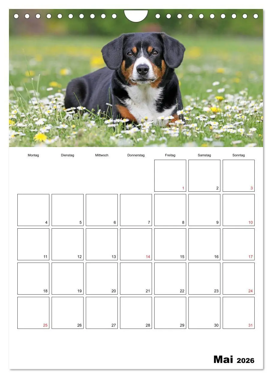 Bild: 9783516437720 | Entlebucher Sennenhunde begleiten Sie durch das Jahr (Wandkalender...
