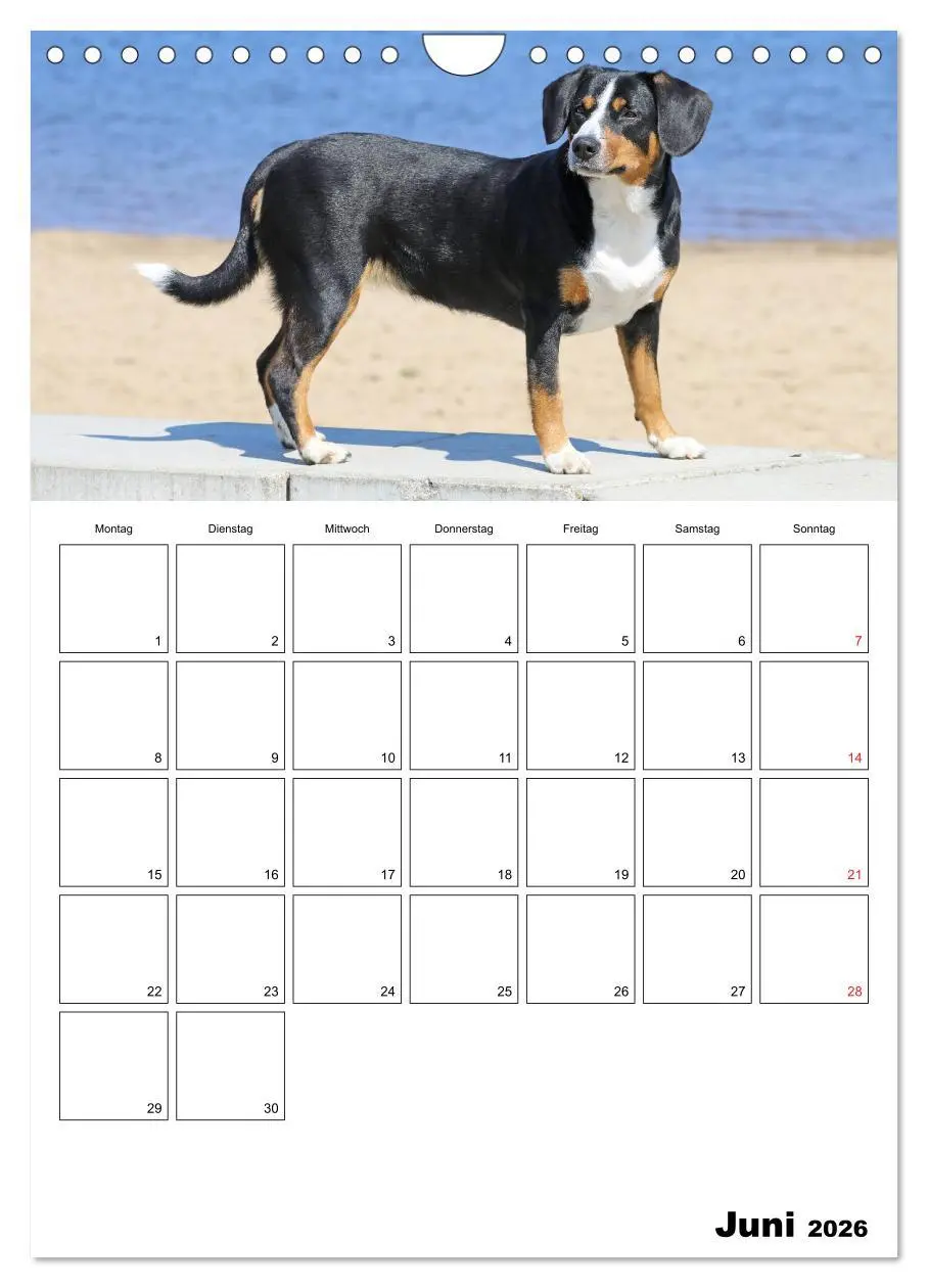 Bild: 9783516437720 | Entlebucher Sennenhunde begleiten Sie durch das Jahr (Wandkalender...