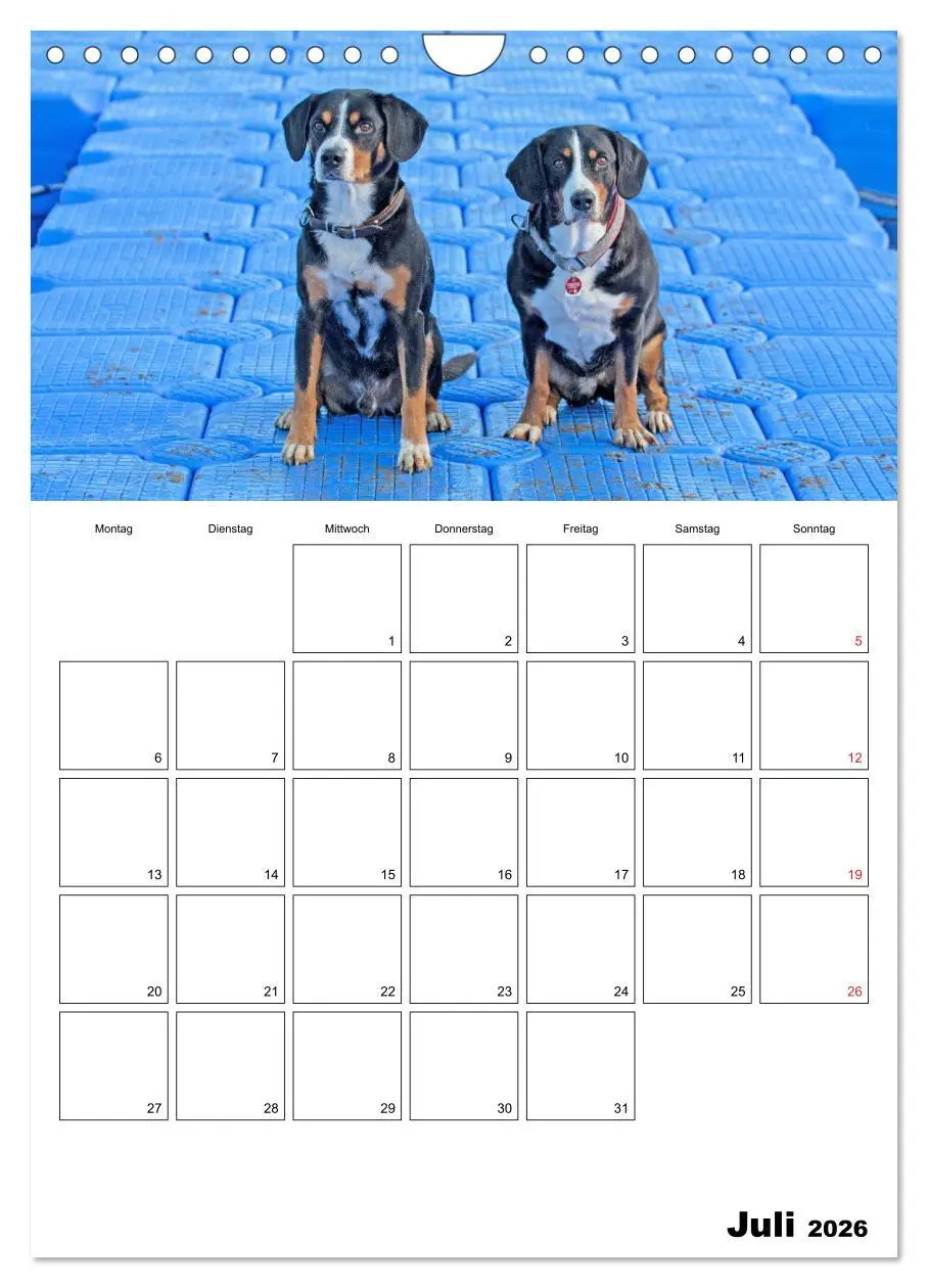 Bild: 9783516437720 | Entlebucher Sennenhunde begleiten Sie durch das Jahr (Wandkalender...