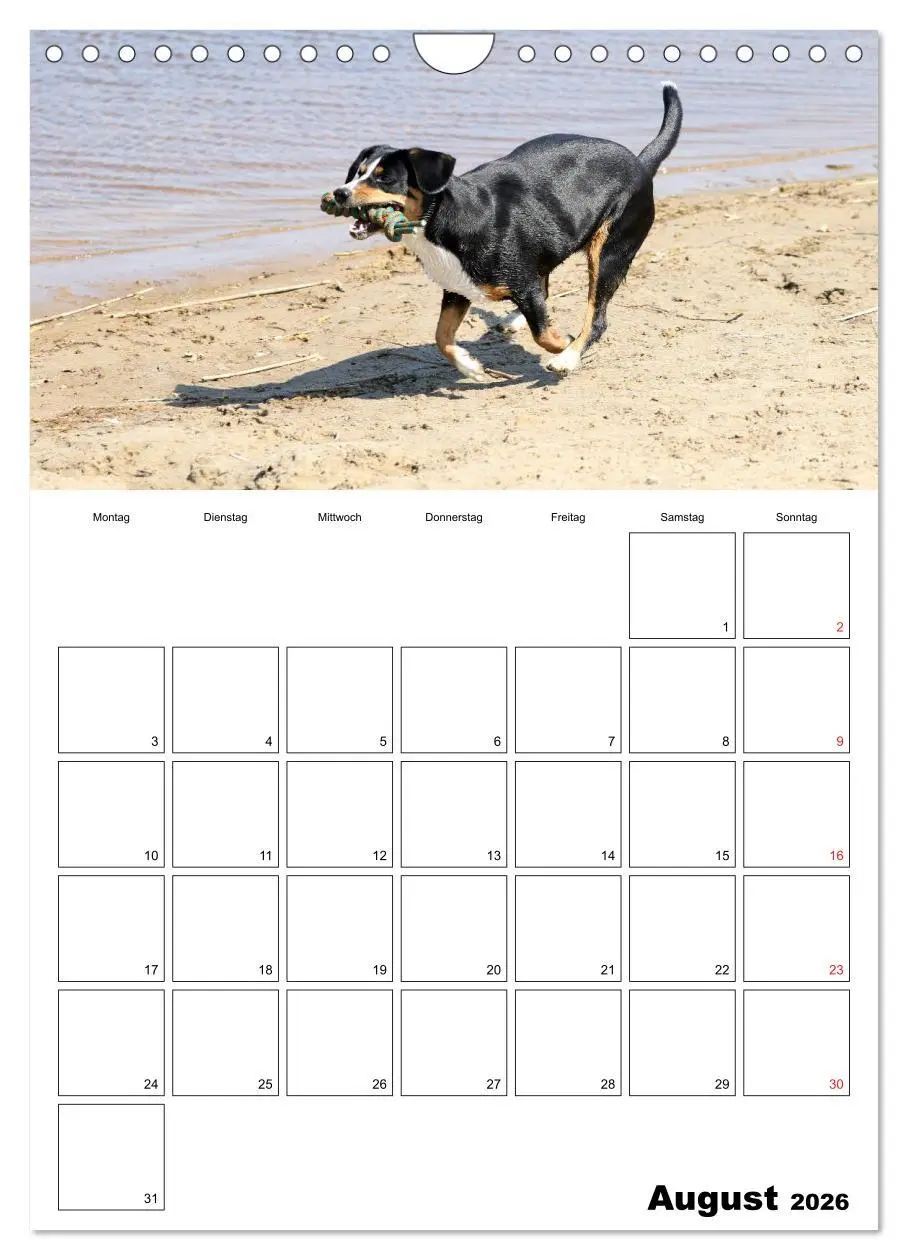 Bild: 9783516437720 | Entlebucher Sennenhunde begleiten Sie durch das Jahr (Wandkalender...