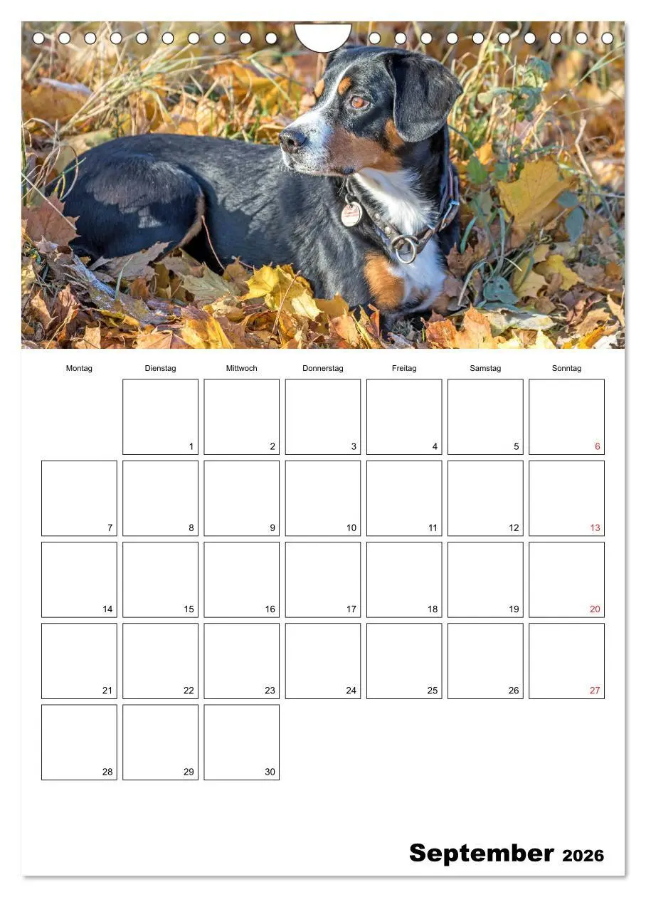 Bild: 9783516437720 | Entlebucher Sennenhunde begleiten Sie durch das Jahr (Wandkalender...