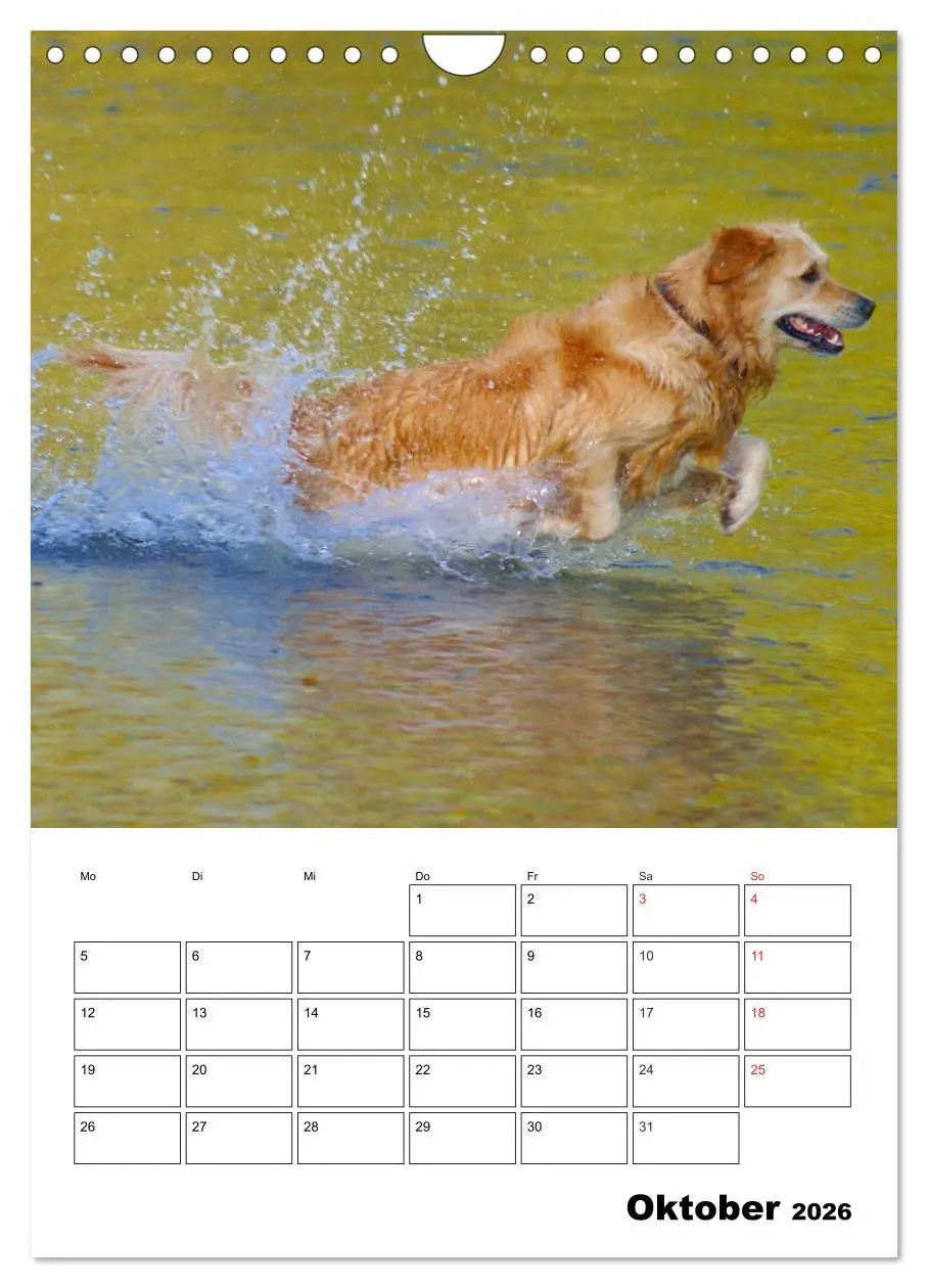 Bild: 9783516427820 | Glücklicher Golden Retriever (Wandkalender 2026 DIN A4 hoch),...