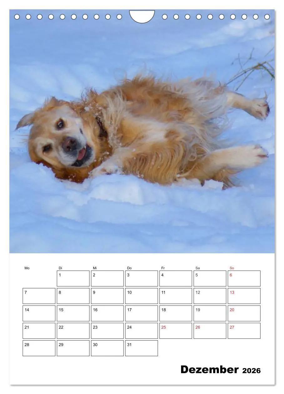 Bild: 9783516427820 | Glücklicher Golden Retriever (Wandkalender 2026 DIN A4 hoch),...