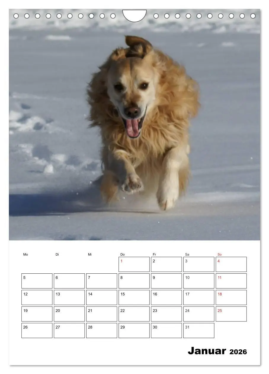 Bild: 9783516427820 | Glücklicher Golden Retriever (Wandkalender 2026 DIN A4 hoch),...