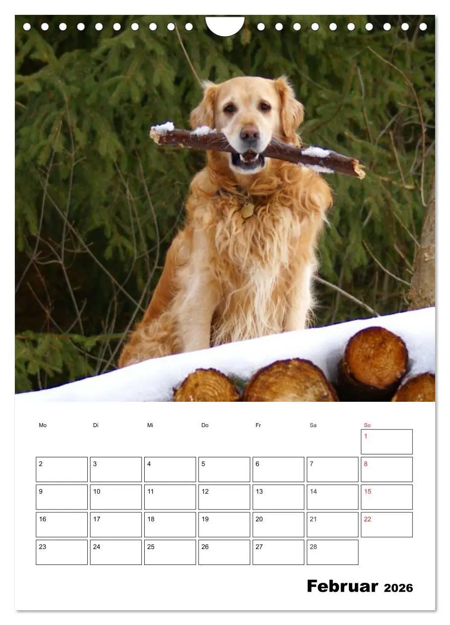 Bild: 9783516427820 | Glücklicher Golden Retriever (Wandkalender 2026 DIN A4 hoch),...
