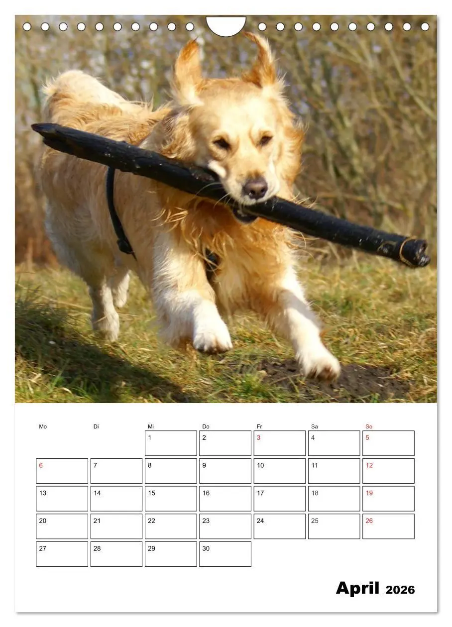 Bild: 9783516427820 | Glücklicher Golden Retriever (Wandkalender 2026 DIN A4 hoch),...