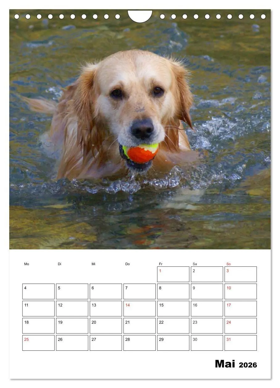 Bild: 9783516427820 | Glücklicher Golden Retriever (Wandkalender 2026 DIN A4 hoch),...