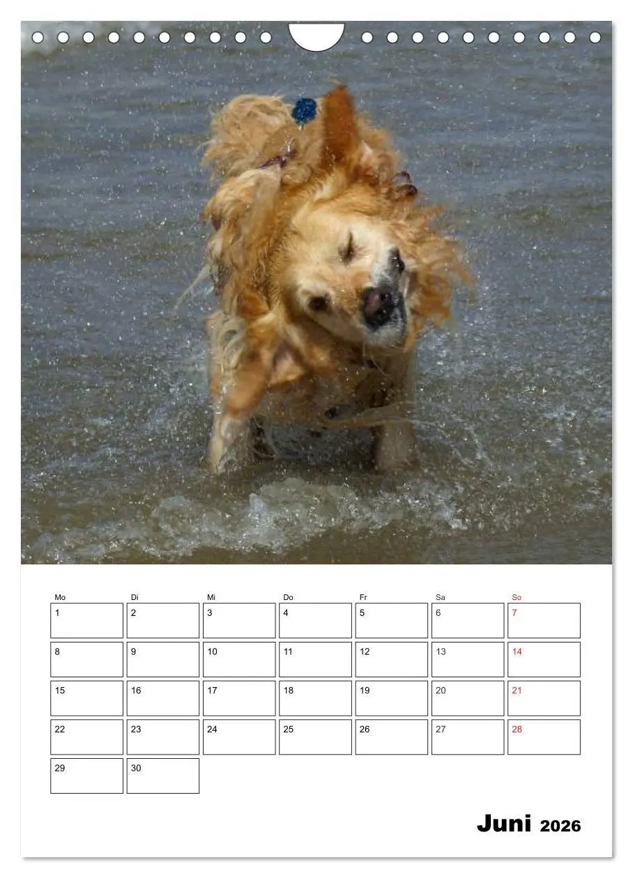 Bild: 9783516427820 | Glücklicher Golden Retriever (Wandkalender 2026 DIN A4 hoch),...