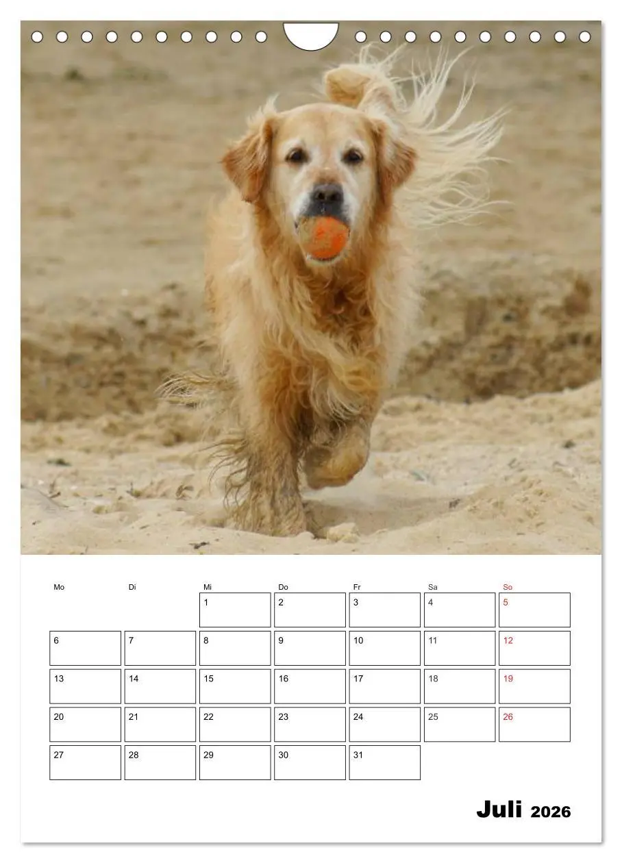 Bild: 9783516427820 | Glücklicher Golden Retriever (Wandkalender 2026 DIN A4 hoch),...