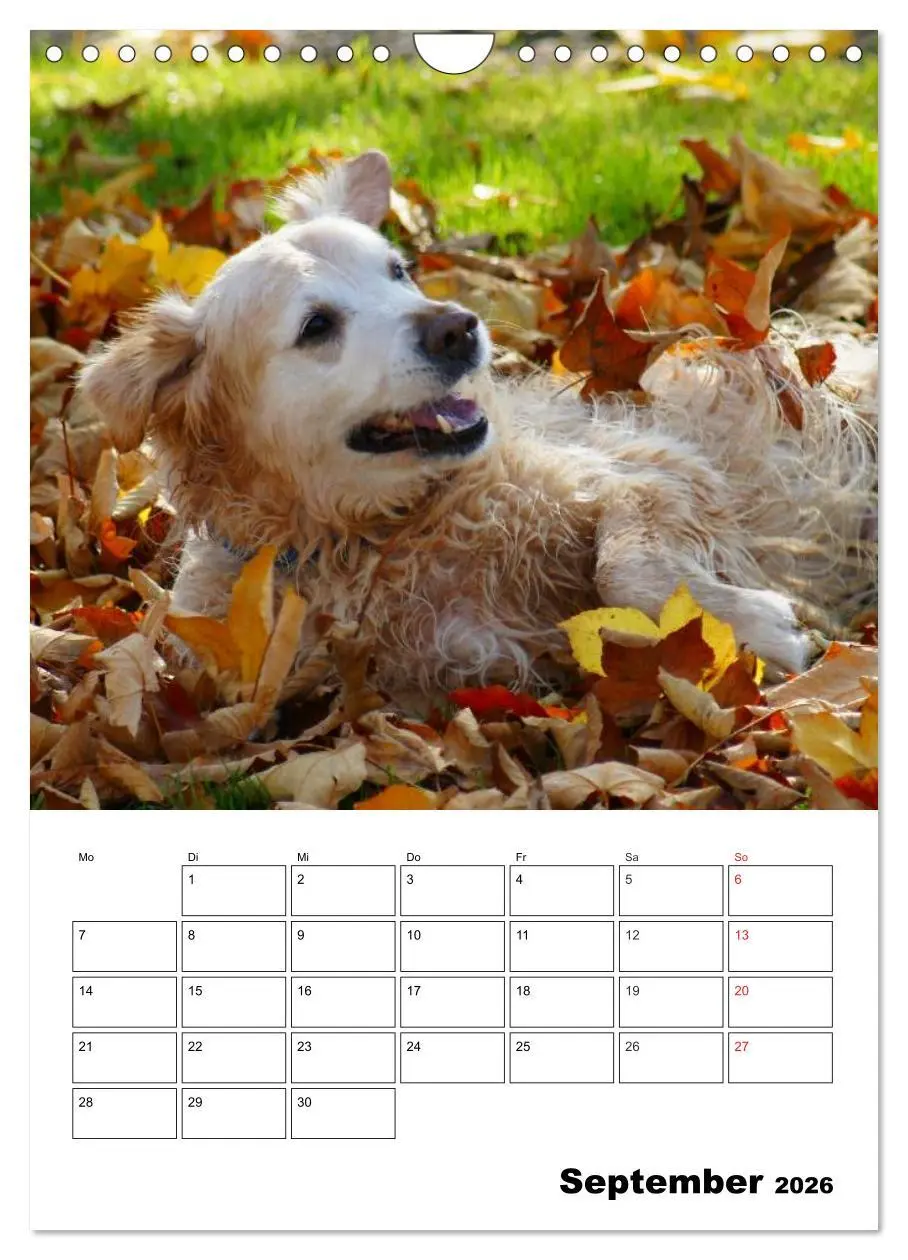 Bild: 9783516427820 | Glücklicher Golden Retriever (Wandkalender 2026 DIN A4 hoch),...