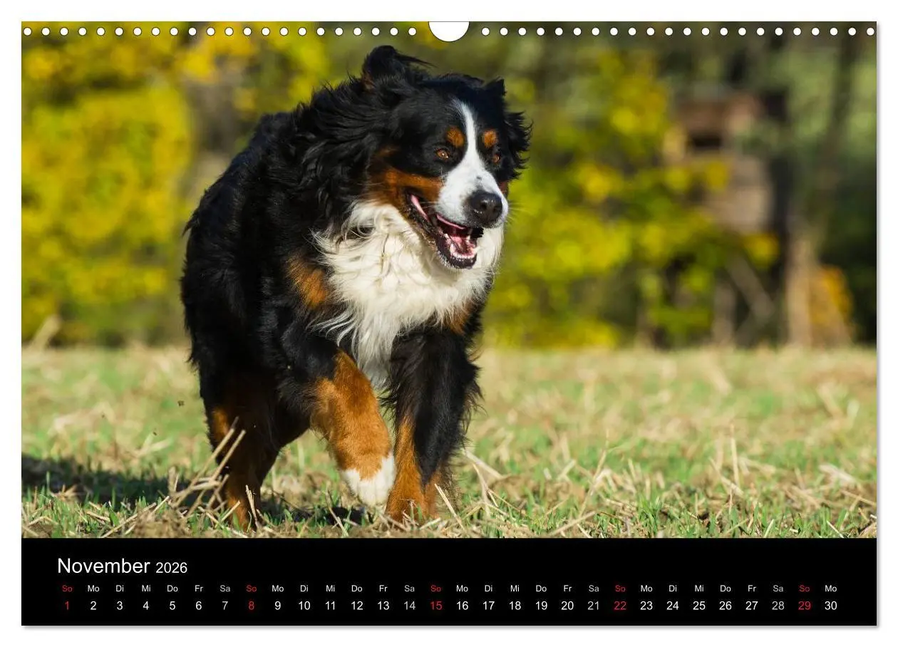 Bild: 9783516107920 | Treuer Freund Berner Sennenhund (Wandkalender 2026 DIN A3 quer),...