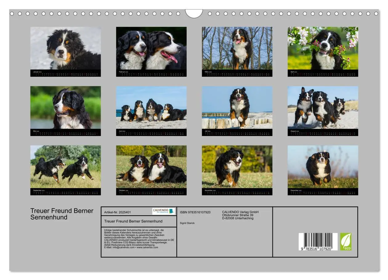 Bild: 9783516107920 | Treuer Freund Berner Sennenhund (Wandkalender 2026 DIN A3 quer),...