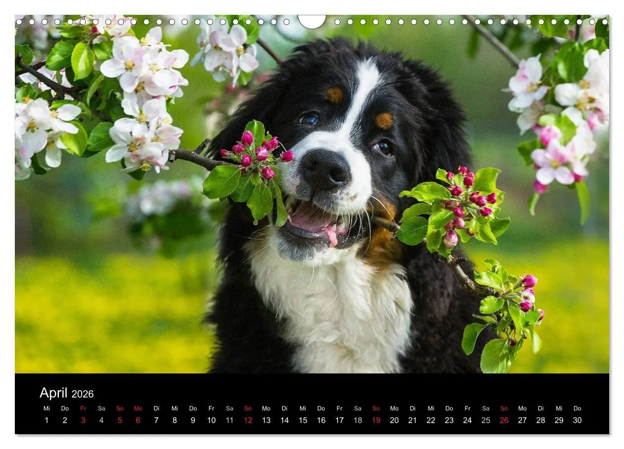 Bild: 9783516107920 | Treuer Freund Berner Sennenhund (Wandkalender 2026 DIN A3 quer),...