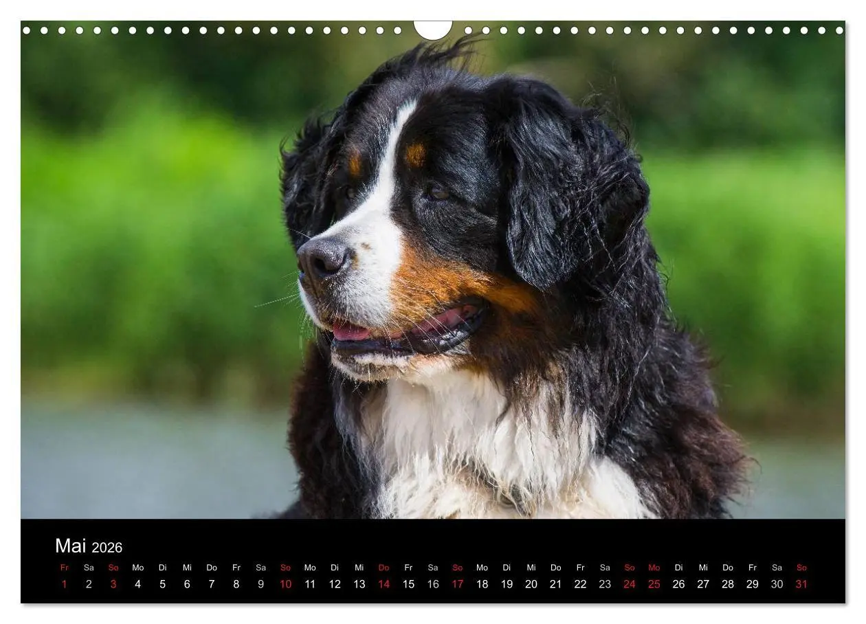 Bild: 9783516107920 | Treuer Freund Berner Sennenhund (Wandkalender 2026 DIN A3 quer),...