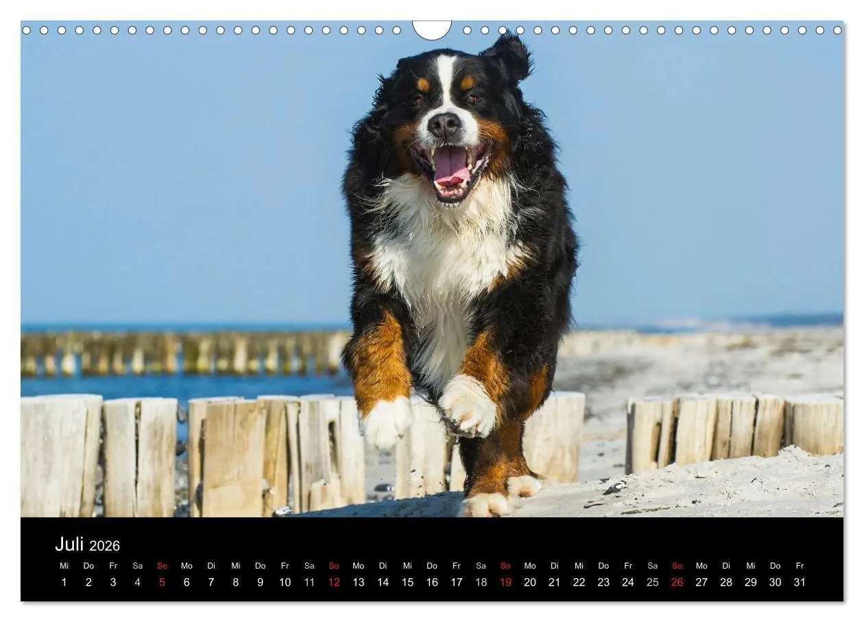 Bild: 9783516107920 | Treuer Freund Berner Sennenhund (Wandkalender 2026 DIN A3 quer),...