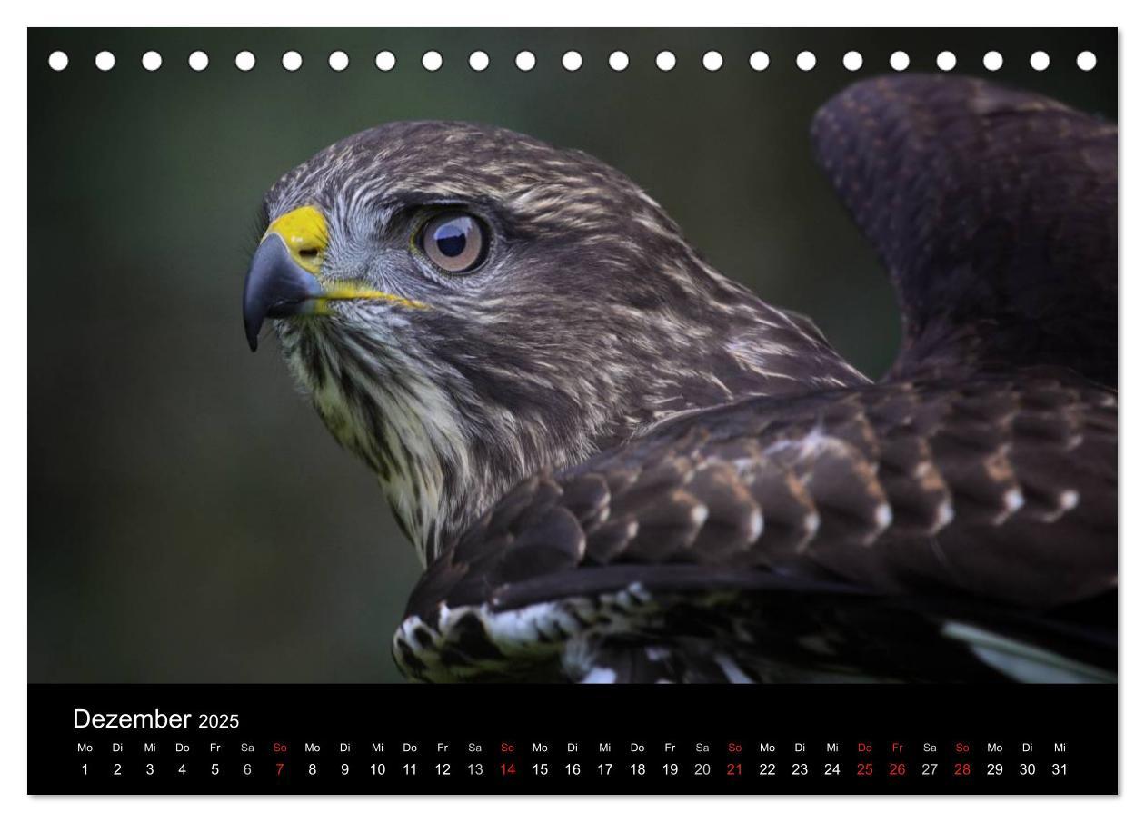 Bild: 9783435748020 | Raubvögel zum Greifen nahe (Tischkalender 2025 DIN A5 quer),...