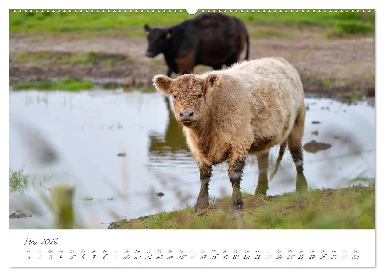 Bild: 9783516088120 | Geltinger Birk (Wandkalender 2026 DIN A2 quer), CALVENDO...