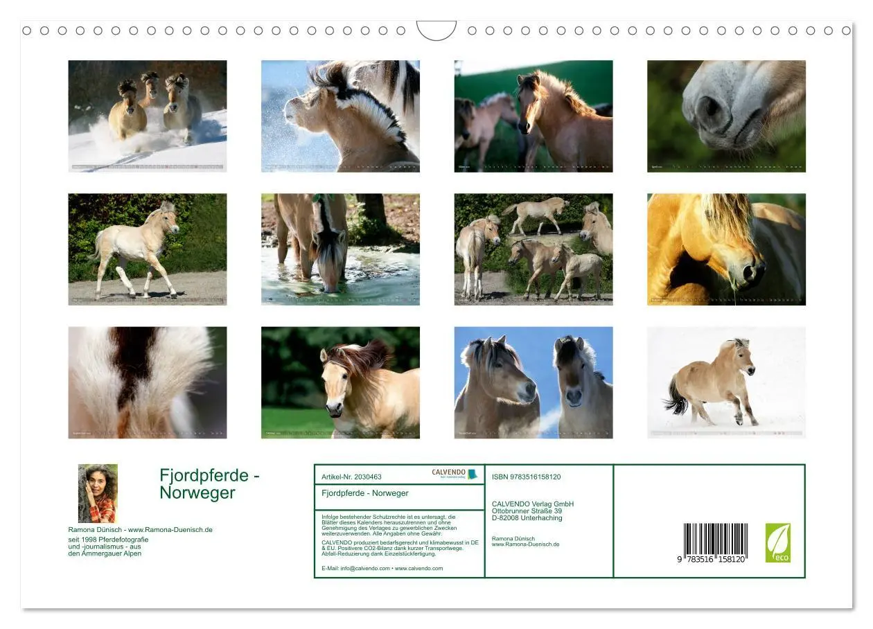 Bild: 9783516158120 | Fjordpferde - Norweger (Wandkalender 2026 DIN A3 quer), CALVENDO...