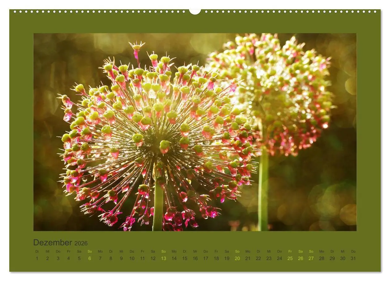 Bild: 9783516228120 | 12 Farben (Wandkalender 2026 DIN A2 quer), CALVENDO Monatskalender